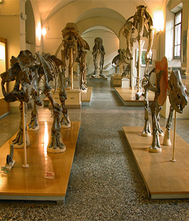 Al Museo di Storia Naturale dell'Università di Firenze arriva la Befana